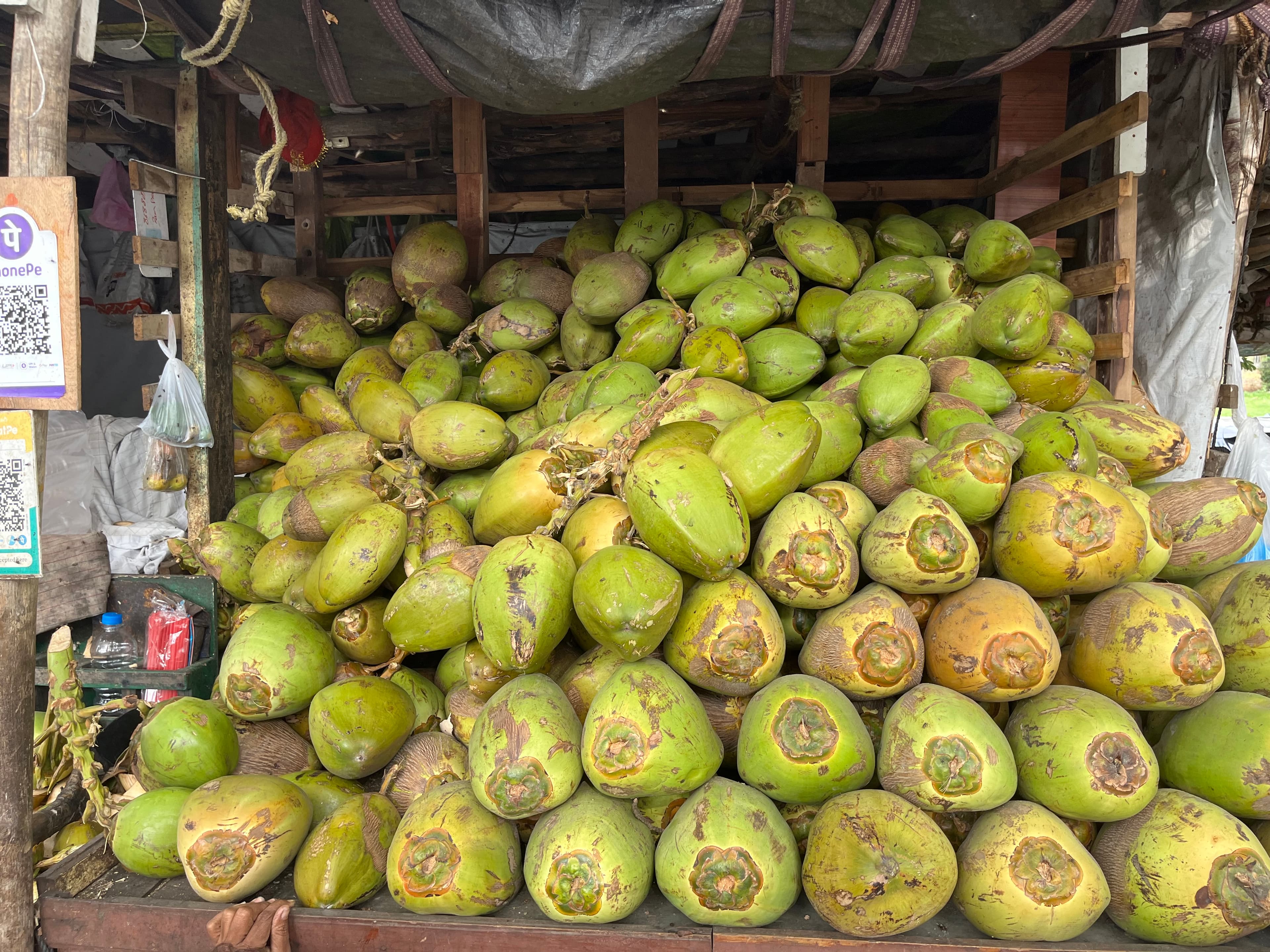 fresh coconuts stacked at a street stand in Vijayawada, India